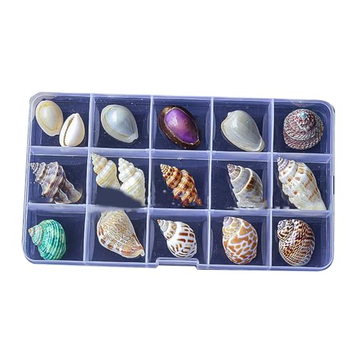 Limtula Natürliche Muschel Display Box Set Muscheln Klare Seesterne Schmuckfische Organisatoren Für Aquarien Und Küstendekoration Muschel Seestarfishes Schmuck Organisatoren Limtula Natürliche Muschel Display Box Set Muscheln Klare Seesterne Schmuckfische Organisatoren Für Aquarien Und Küstendekoration Muschel Seestarfishes Schmuck Organisatoren von Limtula