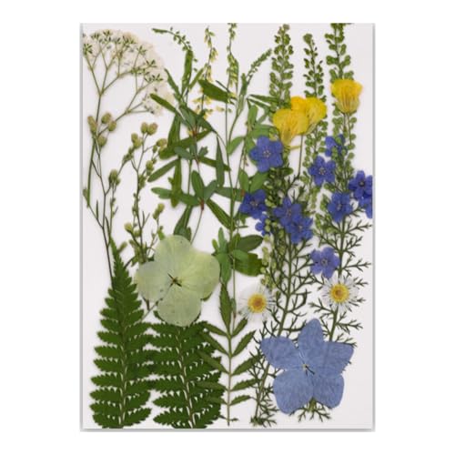 Natürliche Gepresste Getrocknete Für Epoxidharz Trockener Blüten Und Blätter Für Seifen Kerzenschmuck Die Scrapbooking Machen von Limtula