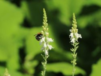 Leinkraut 'Springside White', Linaria purpurea 'Springside White', Topfware von Linaria purpurea 'Springside White'