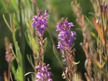 Purpurblütiges Leinkraut, Linaria purpurea, Topfware von Linaria purpurea