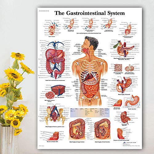 Bilder, Poster, Gemälde, Magen-Darm-System Diagramm Poster Karte Leinwand Malerei Wandbilder Für Die Medizinische Ausbildung Ärzte Büro Klassenzimmer Wohnkultur Poster Und Drucke - 50X70Cm von Ling88