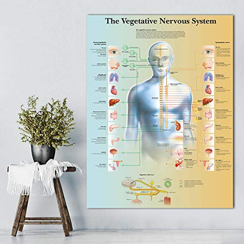 Bilder, Poster, Gemälde, Vegetatives Nervensystem Chart Poster Print Leinwand Malerei Wandbilder Für Die Medizinische Ausbildung Arztpraxis Klassenzimmer Poster Und Drucke - 50X70Cm von Ling88