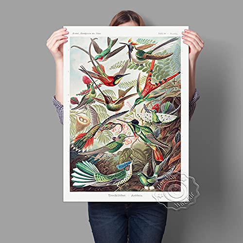 Bilder, Poster, Kunstdrucke Paradiesvögel Ernst Haeckel Poster, Natürliche Pflanzen Tiere Handgemaltes Ölgemälde, Haeckel Vintage Creature Wall Decor Poster Und Drucke - 50X70Cm von Ling88