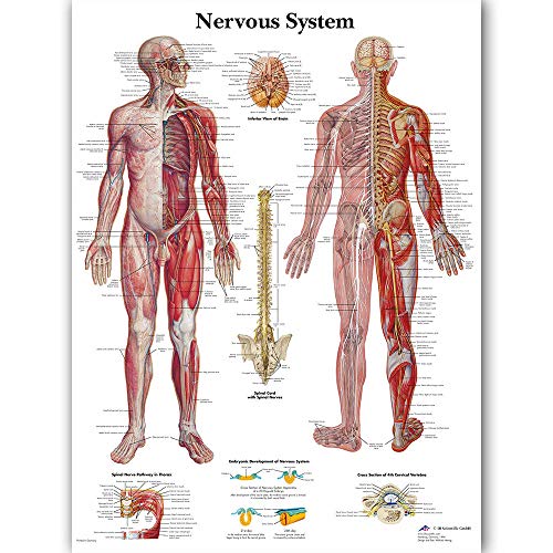 Bilder,Poster,Kunstdrucke,Wandkunst Poster Modulares Nervensystem Bilder Hd Gedruckte Anatomie Leinwand Malerei Medizinische Ausbildung Dekoration Wohnzimmer, Klinik Wanddekoration-50X70Cm von Ling88