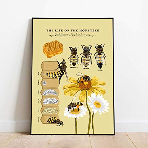 Bilder,Poster Kunstdrucke,Antike Bienen Druckt Natürliche Poster Insekten Vintage Biologie Biene Wandkunst Leinwand Kinder Pädagogische Malerei Biene Lebenszyklus Wand Dez,Gemälde - 30X40Cm von Ling88