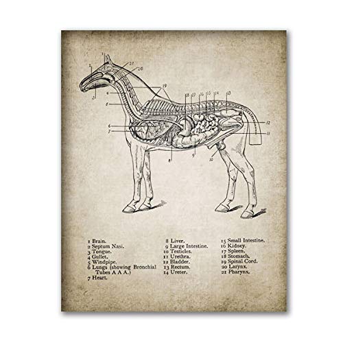 Bilder,Poster Kunstdrucke,Vintage Pferd Anatomie Leinwand Poster Drucken Pferd Anatomie Illustration Wandkunst Gemälde Reiter Bilder Home Room Wanddekoration ， Bauernhaus Dekoration,Gemälde - 30X40Cm von Ling88