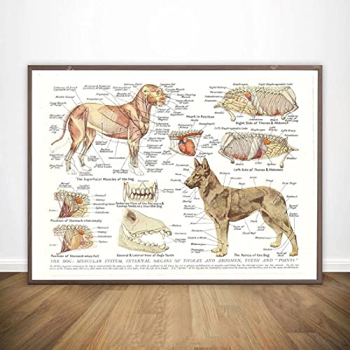 Bilder,Wandkunst Muskeln Organe des Hundes Tier Anatomie Pathologie Poster Drucke Malerei Leinwand Wohnzimmer Wandkunst Bild Wohnkultur Gemälde Wandbilder Poster Kunstdrucke Gemälde - 40X60Cm Bilder,Wandkunst Muskeln Organe des Hundes Tier Anatomie Pathologie Poster Drucke Malerei Leinwand Wohnzimmer Wandkunst Bild Wohnkultur Gemälde Wandbilder Poster Kunstdrucke Gemälde - 40X60Cm von Ling88