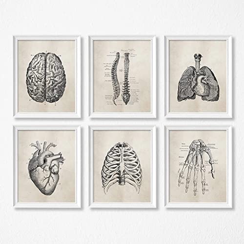 Bilder Poster Kunstdrucke Gemälde Menschliche Organe Anatomie Lunge Gehirn Herz Wohnzimmer Dekorative Malerei Krankenhaus Klinik Schule Hängende Malerei Medizinische Wand Leinwand Kunst 30X40Cmx6Pcs von Ling88
