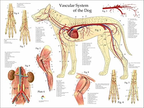 Ling88 Bilder,Wandkunst Hund Gefäßblutgefäße Anatomie Veterinärdiagramm Art Silk Poster Print Fotografie Kunst Gemälde Wandaufkleber Wandbilder Poster Kunstdrucke Gemälde - 40X60Cm von Ling88