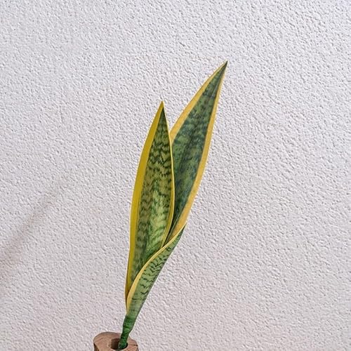 Linnkyfloa Künstliche Schlangenpflanze aus PVC, realistisches Blatt-Design, keine Bewässerung erforderlich, für Zuhause, Büro, Badezimmer, Schlafzimmer, Wohnzimmer, Grün (A) von Linnkyfloa