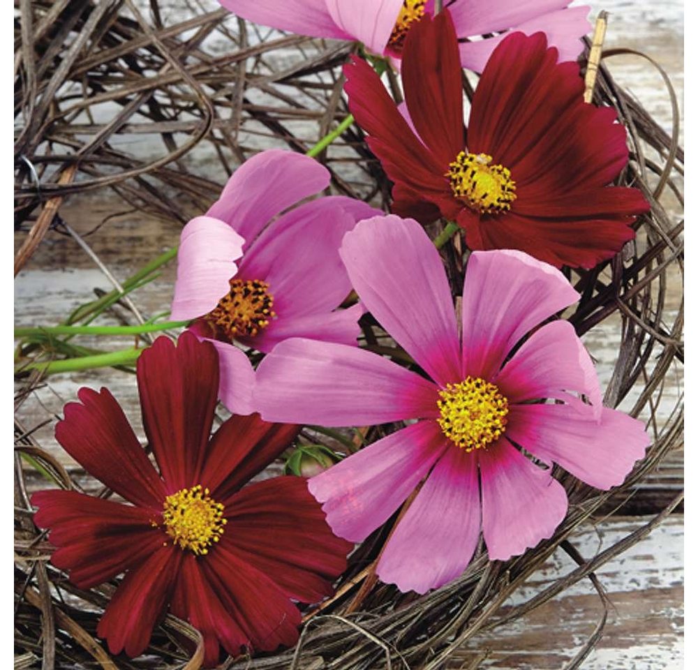 Linoows Papierserviette 20 Servietten Sommer, blühende Kosmosblumen, Kosmos Blüten, (Packung), Motiv blühende Kosmosblumen, Kosmos Blüten von Linoows