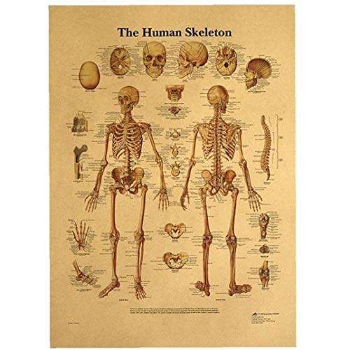 Lipfer Das Körperskelettsystem Anatomische Diagramm Menschliches Skelett Anatomie Poster Wandkunst Kraftpapierplakat Dekorakion von Lipfer