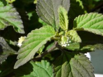 Aztekisches Süßkraut, Lippia dulcis, Topfware von Lippia dulcis