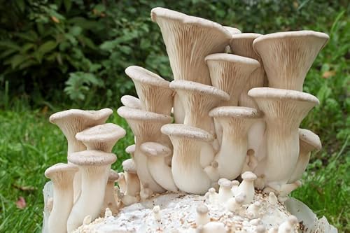 Liquid Fungi 100 King Austern-Pilz-Plug-Spawn zum Züchten von Gourmet-Heilpilzen zu Hause oder kommerziell auf Baumstämmen oder Stümpfen von Liquid Fungi