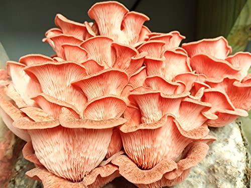 Liquid Fungi Austern-Pilz-Plug, zum Züchten von Gourmet-Heilpilzen zu Hause oder kommerziell auf Stümpfen oder Baumstämmen, Rosa, 100 Stück von Liquid Fungi