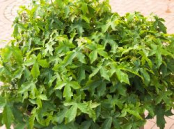 Amberbaum 'Gumball', 40-60 cm, Liquidambar styraciflua 'Gumball', Containerware von Liquidambar styraciflua 'Gumball'
