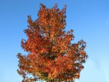 Amberbaum 'Oktoberglut', 60-80 cm, Liquidambar styraciflua 'Oktoberglut', Containerware Amberbaum 'Oktoberglut', 60-80 cm, Liquidambar styraciflua 'Oktoberglut', Containerware von Liquidambar styraciflua 'Oktoberglut'