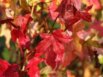 Amerikanische Amberbaum 'Slender Silhouette', 80-100 cm, Liquidambar styraciflua 'Slender Silhouette', Containerware von Liquidambar styraciflua 'Slender Silhouette'