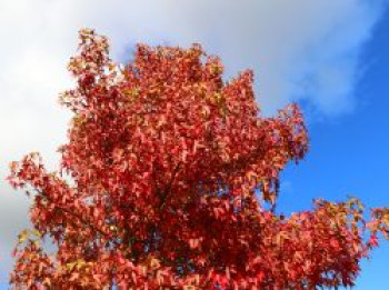Amberbaum 'Worplesdon', 10-30 cm, Liquidambar styraciflua 'Worplesdon', Topfware von Liquidambar styraciflua 'Worplesdon'