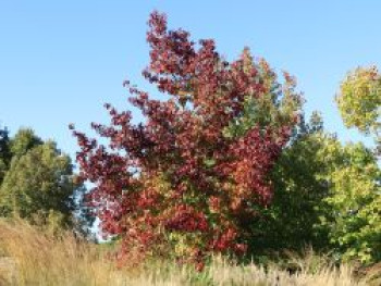 Amberbaum, 80-100 cm, Liquidambar styraciflua, Containerware von Liquidambar styraciflua