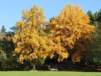 Tulpenbaum, 125-150 cm, Liriodendron tulipifera, Containerware von Liriodendron tulipifera