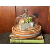 Vintage Cloche/Terrarium Glaskuppel Mit Griff Auf Holzbasis Specimen Sternwarten Behälter Einzigartige Platte von LisasPiecesBoutique