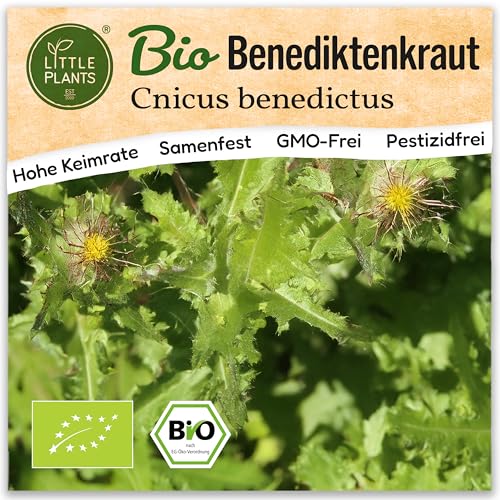 Little Plants BIO Benediktenkraut Samen 80 Benediktenkrautsamen Kräutersamen Samenfest für Kräutergarten Kräuter Samen für Balkon, Hochbeet und Garten Little Plants BIO Benediktenkraut Samen 80 Benediktenkrautsamen Kräutersamen Samenfest für Kräutergarten Kräuter Samen für Balkon, Hochbeet und Garten von Little Plants