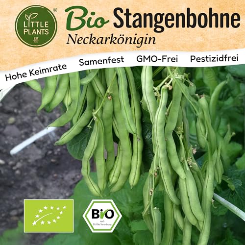 Little Plants BIO Bohnen Samen 25 Bohnensamen Neckarkönigin Gemüsesamen Samenfest für Gemüsegarten Gemüse Samen Hochbeet Samen für Küche, Balkon und Garten Little Plants BIO Bohnen Samen 25 Bohnensamen Neckarkönigin Gemüsesamen Samenfest für Gemüsegarten Gemüse Samen Hochbeet Samen für Küche, Balkon und Garten von Little Plants
