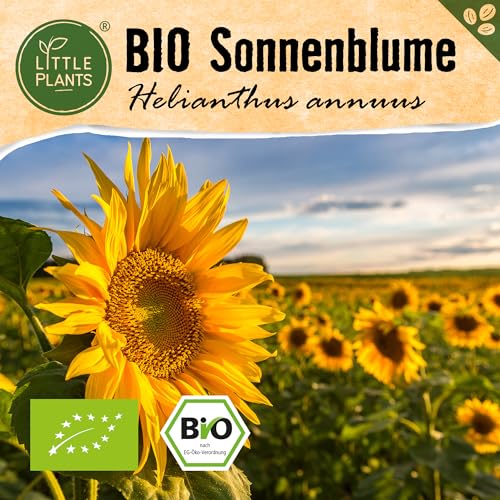 Little Plants BIO Sonnenblumen Samen, 30 Sonnenblumensamen, hohe Keimrate, 100% Natürlich, BIO Samen Sonnenblume für Blumengarten Blumenbeet Hochbeet – BIO Blumensamen Blumenwiese Nachhaltig von Little Plants