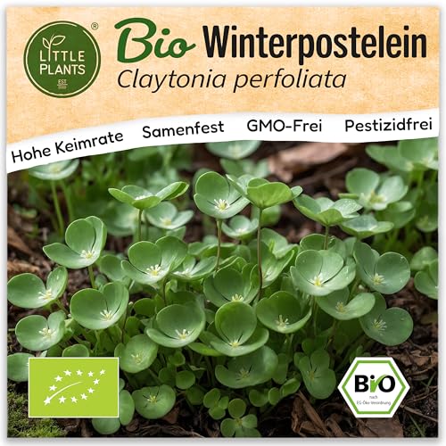 Little Plants BIO Winterpostelein Samen 800 Winterposteleinsamen Winterportulak Tellerkraut für Kräutersamen Kräuter Samen für Balkon, Hochbeet und Garten Little Plants BIO Winterpostelein Samen 800 Winterposteleinsamen Winterportulak Tellerkraut für Kräutersamen Kräuter Samen für Balkon, Hochbeet und Garten von Little Plants