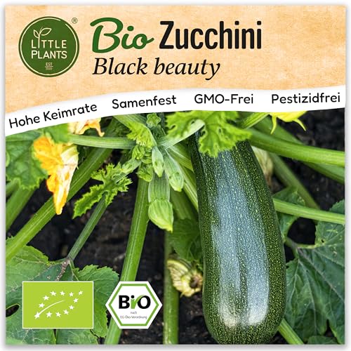 Little Plants BIO Zucchini Samen 10 Zucchinisamen Black Beauty Gemüsesamen Samenfest für Gemüsegarten Gemüse Samen Hochbeet Samen für Küche, Balkon und Garten Little Plants BIO Zucchini Samen 10 Zucchinisamen Black Beauty Gemüsesamen Samenfest für Gemüsegarten Gemüse Samen Hochbeet Samen für Küche, Balkon und Garten von Little Plants