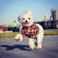 The Classic Button Up Hundeshirt Jacke in Rot Kariertem Flanell von LittleBearDogApparel