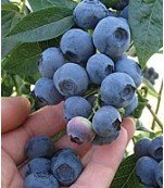 Liveseeds - Northern Highbush BLUEBERRY Samen, Vaccinium Corymbosum Obst Beeren Samen (10 Samen) von LiveSeeds