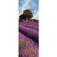 living walls Fototapete "Lavendelfeld in der Provence" von Living Walls