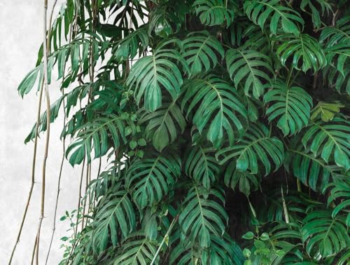 Livingwalls Vliestapete - Tapete Dschungel Palmenblätter in Grün und Grau - Wandtapete für verschiedene Räume - Wandbild XXL 371 x 280 cm von Livingwalls