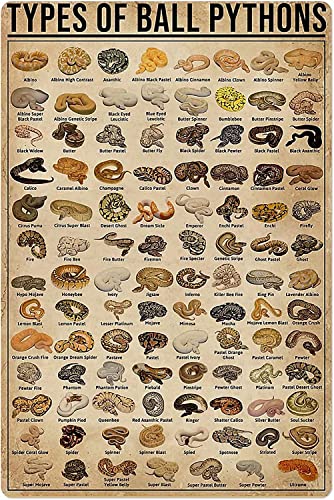 Retro Metall Blechschild Types of Ball Pythons Poster Schild für Outdoor & Indoor Wandposter Home Bar Shop Dekorationen Kaffee Vintage Schild Geschenk 30,5 x 20,3 cm von Liyinriyns