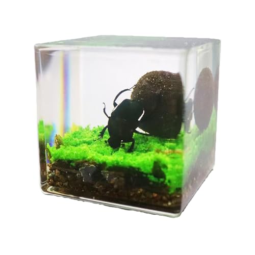 Lllunimon Reales Insekt in Harzproben, Interessanter Dungkäfer Drückt Mistkugel Mikrolandschaft, Insekten-Taxidermie Handwerkskollektion Papiergewicht von Lllunimon