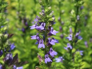 Lobelie 'Blaue Auslese', Lobelia siphilitica 'Blaue Auslese', Topfware von Lobelia siphilitica 'Blaue Auslese'