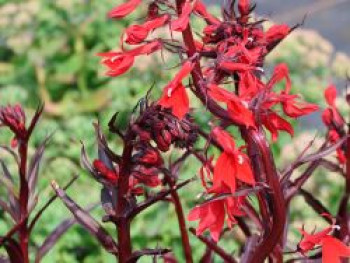 Lobelie 'Queen Victoria', Lobelia splendens 'Queen Victoria', Topfware von Lobelia splendens 'Queen Victoria'