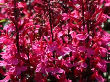 Prächtige Lobelie 'Starship Deep Rose', Lobelia x speciosa 'Starship Deep Rose', Topfware von Lobelia x speciosa 'Starship Deep Rose'