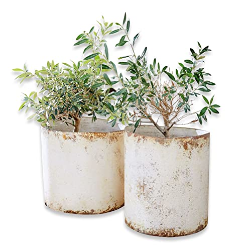 Loberon Übertopf 2er Set Sconne, Zwei Größen, rustikaler Vintage-Look, Starkes Antik-Finish, Pflanzgefäß, Gartenzubehör, Outdoor, Eisen, antikbeige Loberon Übertopf 2er Set Sconne, Zwei Größen, rustikaler Vintage-Look, Starkes Antik-Finish, Pflanzgefäß, Gartenzubehör, Outdoor, Eisen, antikbeige von Loberon