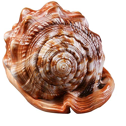 Lodokdre NatüRlicher Bullen Mund Helm Muschel Schale Korallen Meeres Schnecke Aquarium SchmüCken Ornament 1 StüCk von Lodokdre