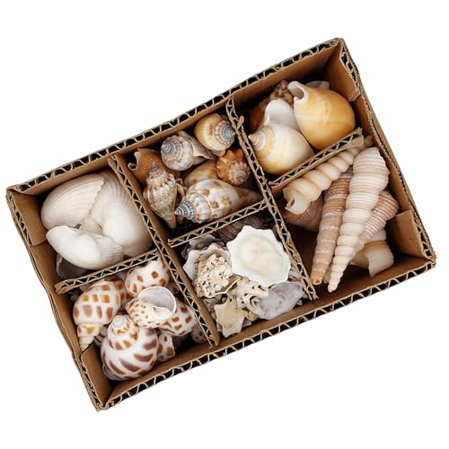 Logbuch-Verlag Muschelbox 400 g – echte Muscheln gemischt in Sortierbox, Naturmaterial zum Basteln & Dekorieren, Maritime Sommerdeko für Tisch & DIY Logbuch-Verlag Muschelbox 400 g – echte Muscheln gemischt in Sortierbox, Naturmaterial zum Basteln & Dekorieren, Maritime Sommerdeko für Tisch & DIY von Logbuch-Verlag