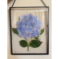 Gepresster Blumenrahmen, Blaue Hortensie, Gepresste Blumen, Echte Trockene Einzigartiges Geschenk, Großer Hochzeitsgeschenk, Geschenk Für Mutter von LoisAndFlowersDesign