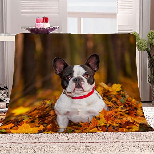 Decke 150x200 cm Französische Bulldogge Kuscheldecke Flauschig 3D Digitaldruck Weiche Warme Mikrofaser Flanelldecke Süße Tiere Motiv Wohndecke Sofadecke Couchdecke Blanket für Erwachsene von Lolosale