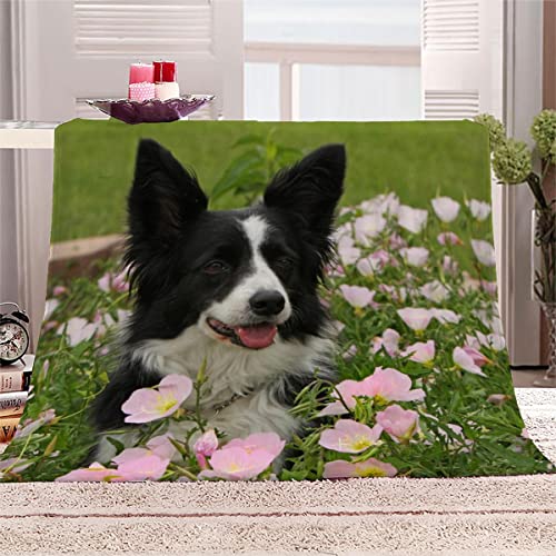 Lolosale Weiche Mikrofaser Decke mit Border Collie Muster Kuscheldecke Flauschige Flanelldecke 130x150 cm 3D Süße Tiere Sofadecke Klimadecke Reisedecke Wohndecke Outdoor Decke für Teenager von Lolosale