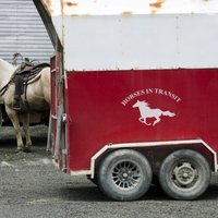 Pferde Im Transit | Pferdeanhänger Reiter Vinyl Aufkleber 24 Farboptionen Verfügbar von LondonDecal