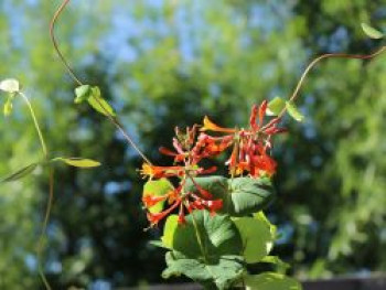 Geißblatt 'Dropmore Scarlet' / Rote Geißschlinge, 60-100 cm, Lonicera brownii 'Dropmore Scarlet', Containerware von Lonicera brownii 'Dropmore Scarlet'