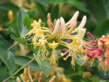 Jelängerjelieber / Echtes Geißblatt, 100-150 cm, Lonicera caprifolium, Containerware von Lonicera caprifolium