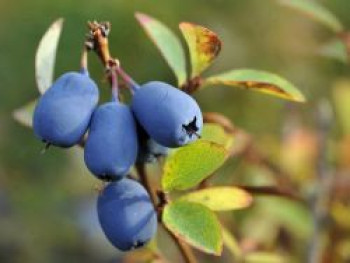 Honigbeere / Sibirische Blaubeere 'Blue Velvet', 20-30 cm, Lonicera kamtschatica 'Blue Velvet', Containerware von Lonicera kamtschatica 'Blue Velvet'